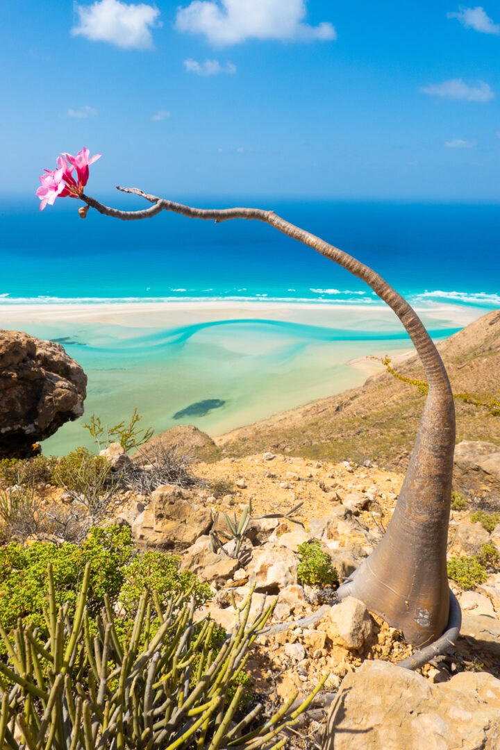 Bottle tree on Socotra Island with pink blooms and turquoise blue water background