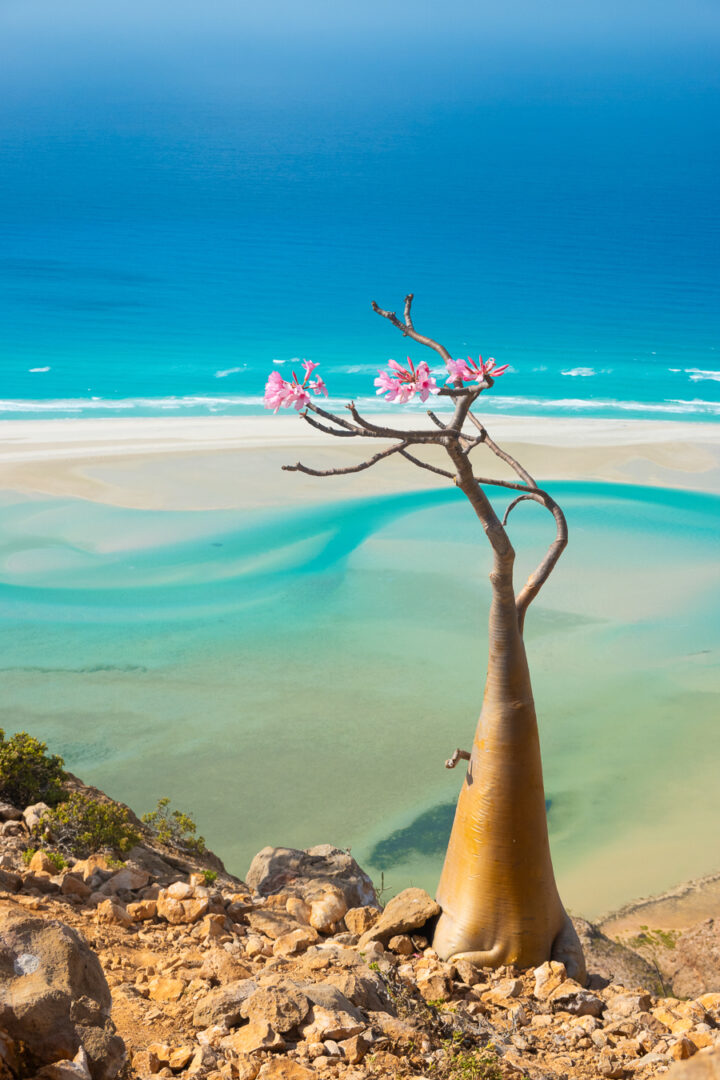 Bottle tree on Socotra Island with pink blooms and turquoise blue water background